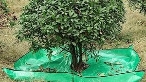 Landscape-trimming-fruit-nets