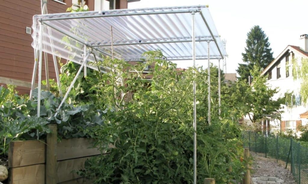 Craft personalized tomato shelter for hail protection