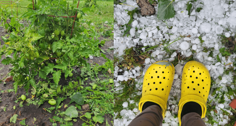 Hail-damaged garden plants