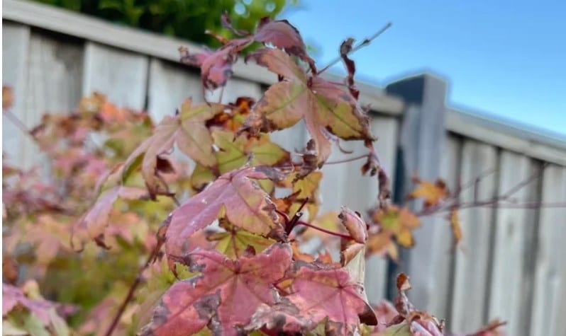 Japanese maple tree leaves burnt in summer