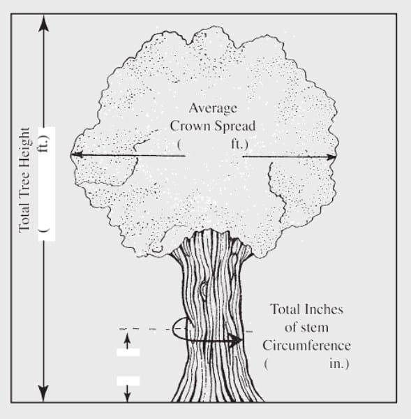 Measure tree size - in.gov