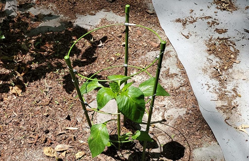 Tomato wind protection - sturdy support for Tomato