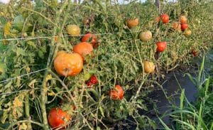 Tomatoes Damaged by Hail Storm - Sogn Valley Farm