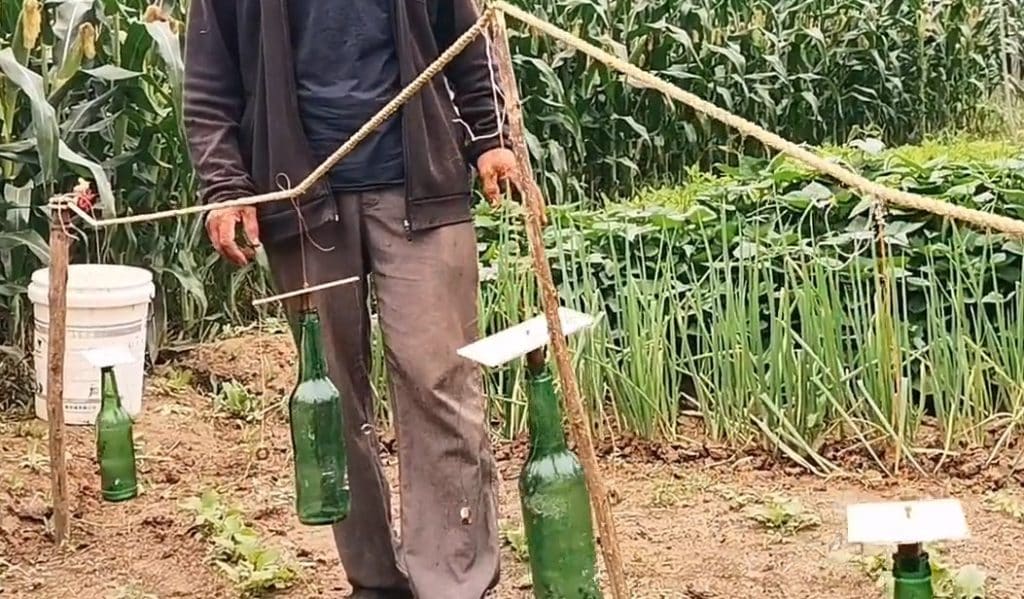 Beer bottles used to stop birds from eating vegetables