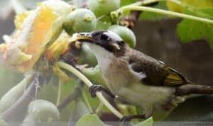 Bird damage to agricultural