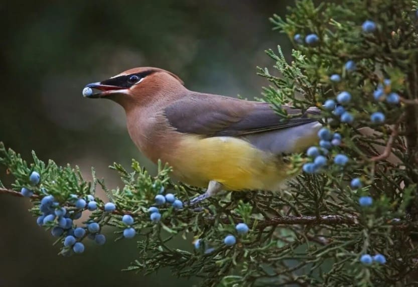 Bird eating blueberries