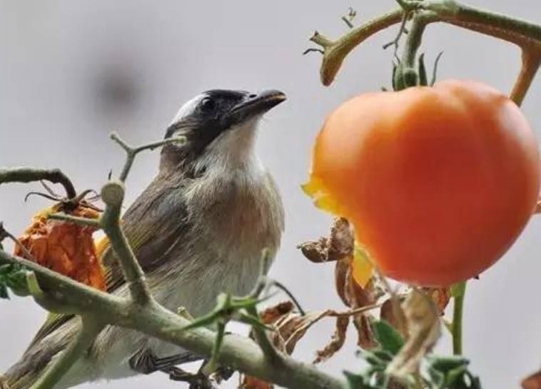 Bird eating tomato