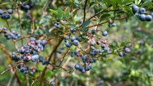 protect blueberries from bird