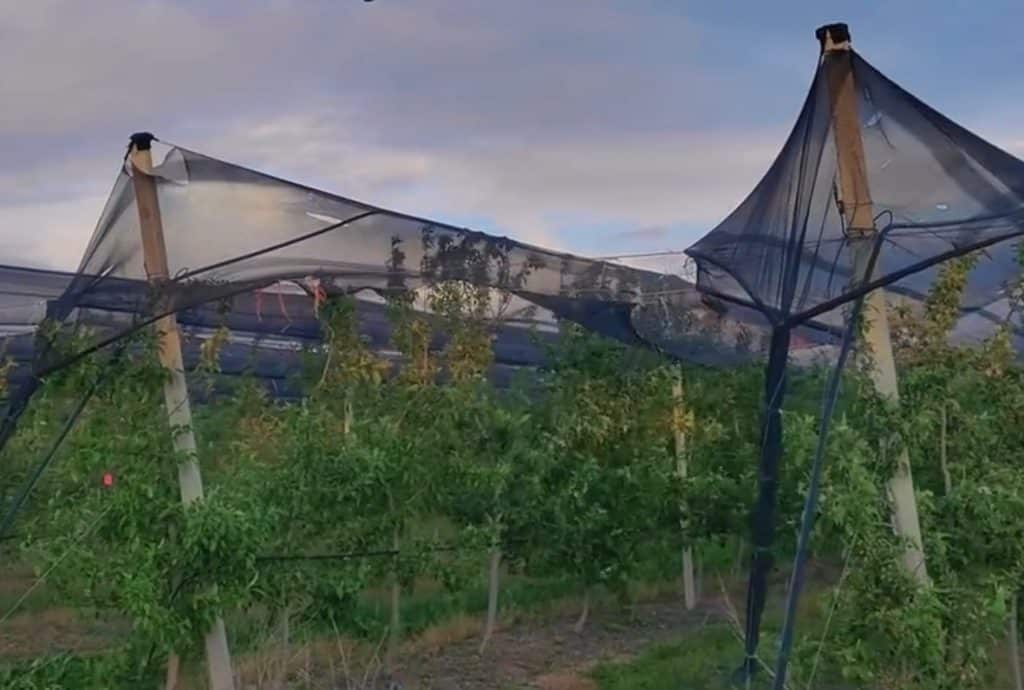 Hail netting damaged by pole