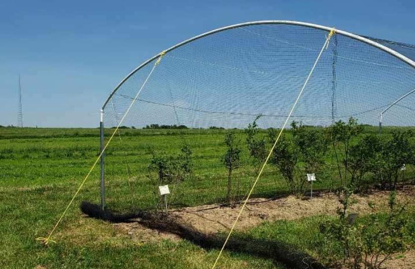 Hoop-frame net structure for blueberry trees - missouristate.edu