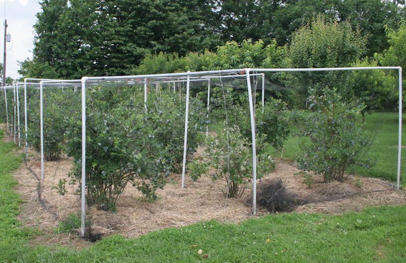 PVC pipe frame blueberry netting structure - uky.edu