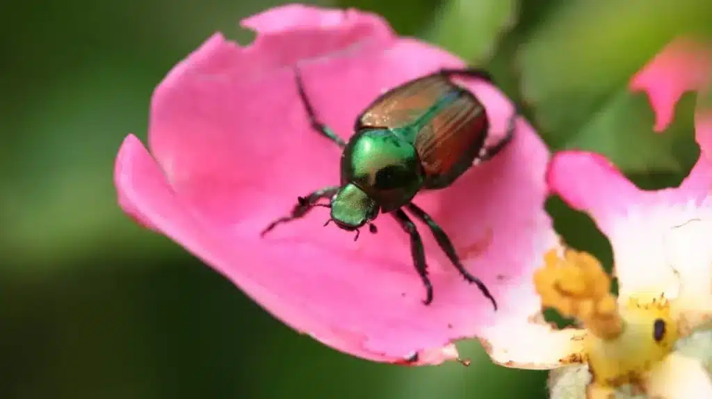 How to Stop Bugs from Eating Rose Leaves