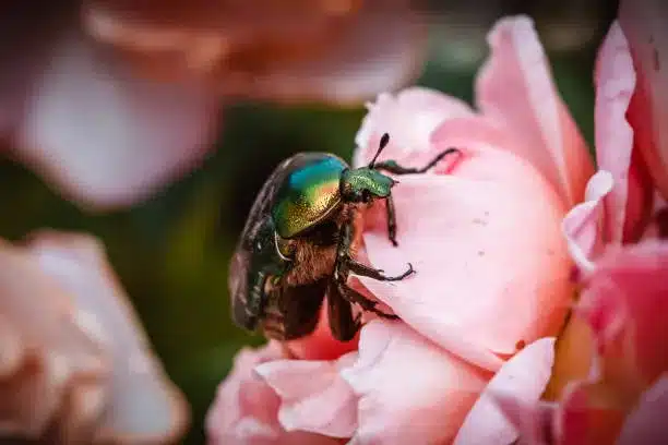 Rose Chafers