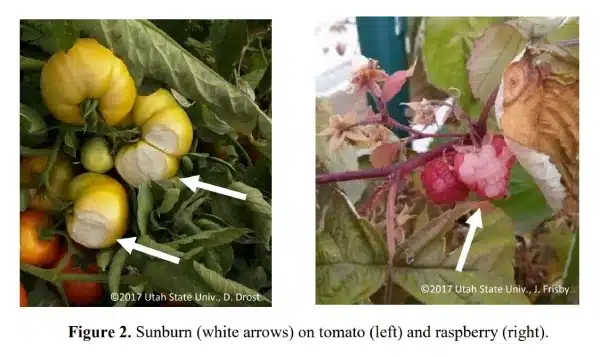 Sunburn on Tomato and Raspberry