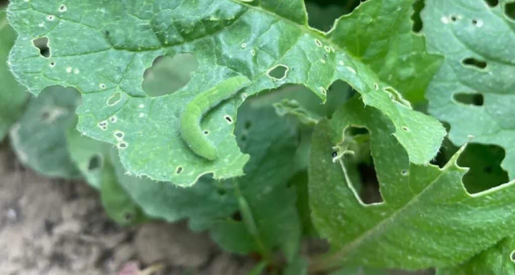 stop bugs from eating plants