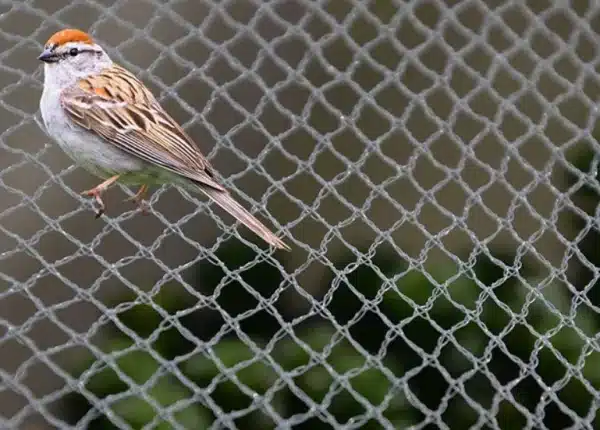 Detalle de la abertura de una malla antipájaros