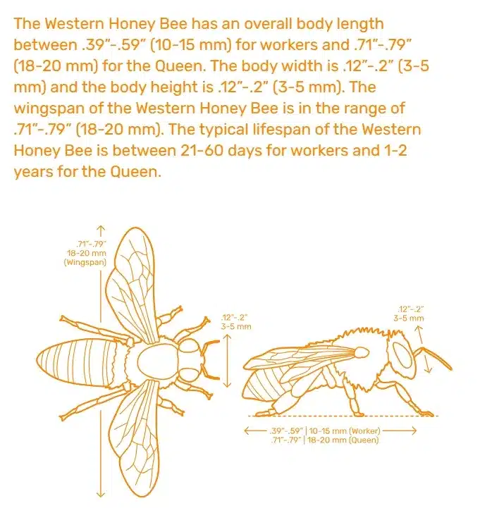 Apis mellifera size