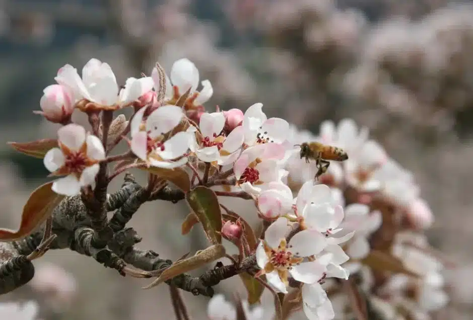 Bees Gathering Nectar from Blooming Fruit Trees