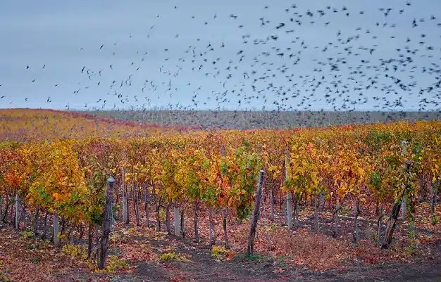 Bird Damage to Vineyards