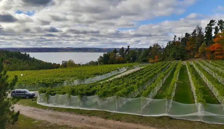 Bird Netting for Vineyards