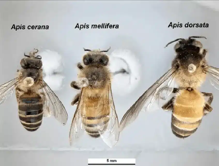 Classification and Sizes of Honeybees