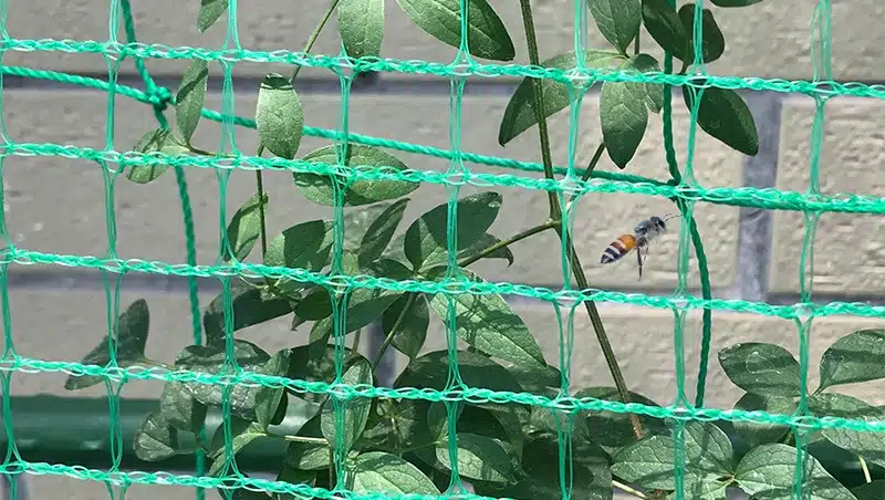 Bee get through bird netting