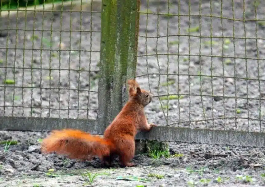 Metal Squirrel Netting