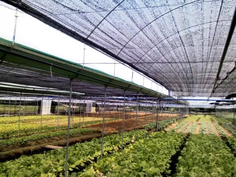 Shade structure for vegetable farm