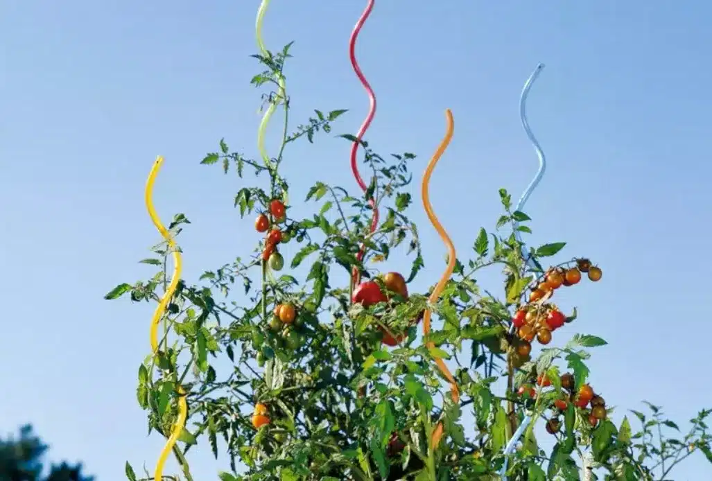 Spiral Supports for Tomato