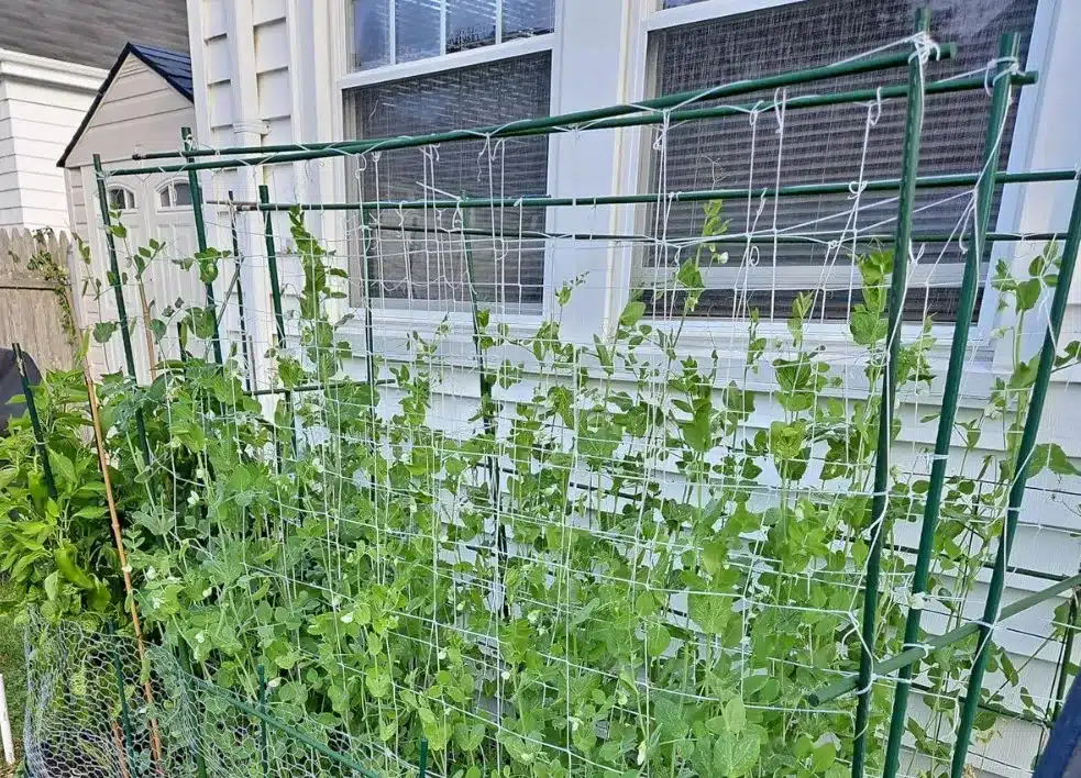 Vertical Trellis Nets