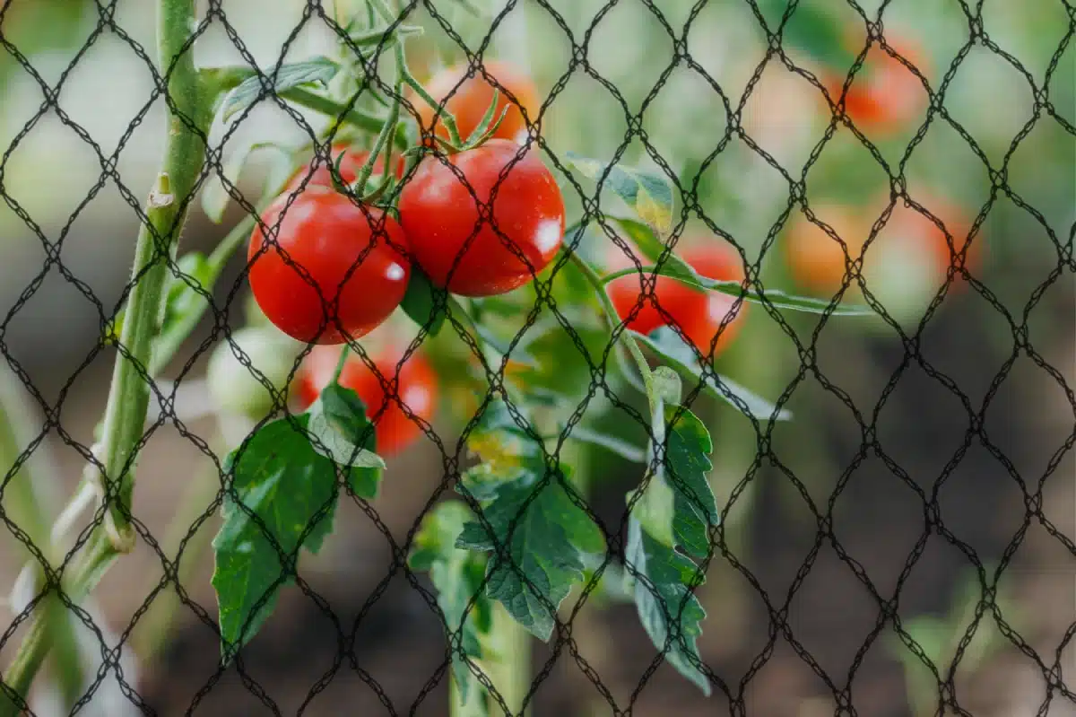 Bird netting for tomato plants