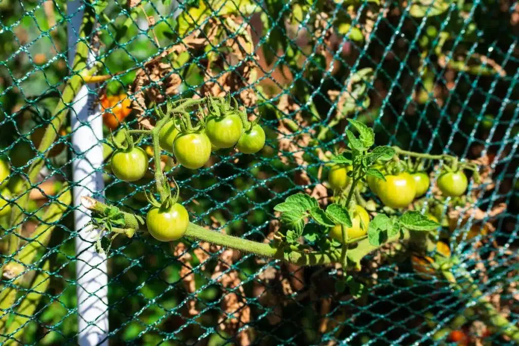 tomato bird netting