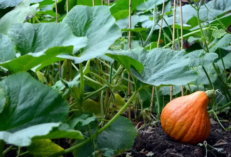 30% - 40% shade rate for pumpkin