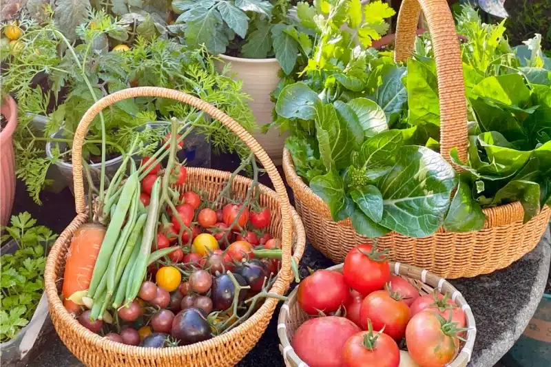 A lot of tomatoes