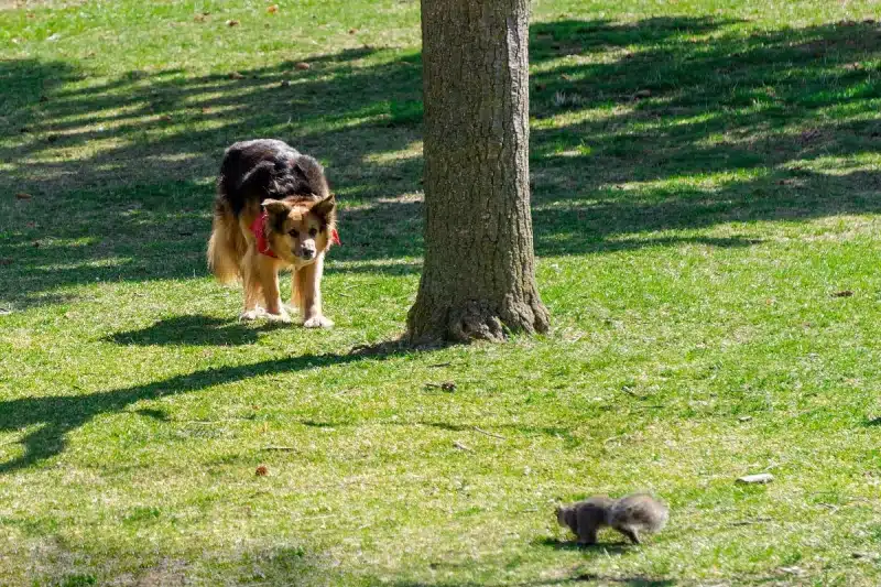 Adopt a dog - best deterrents for squirrels