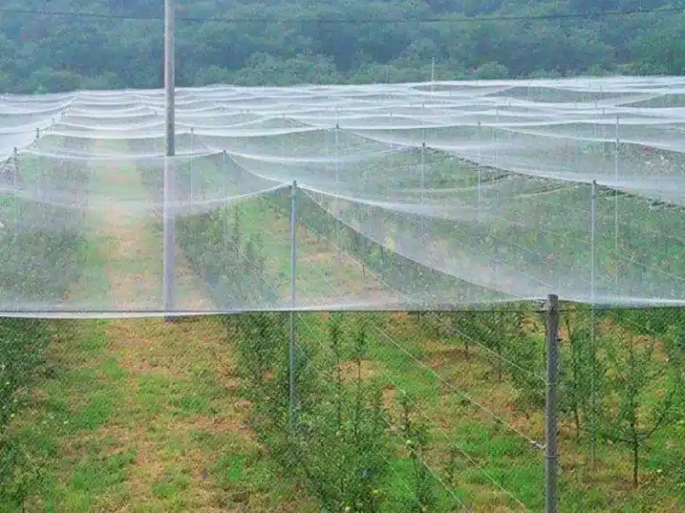Bird Netting for Orchard