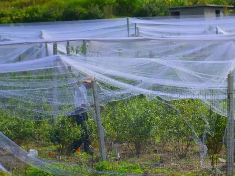 Hail Netting for Orchard
