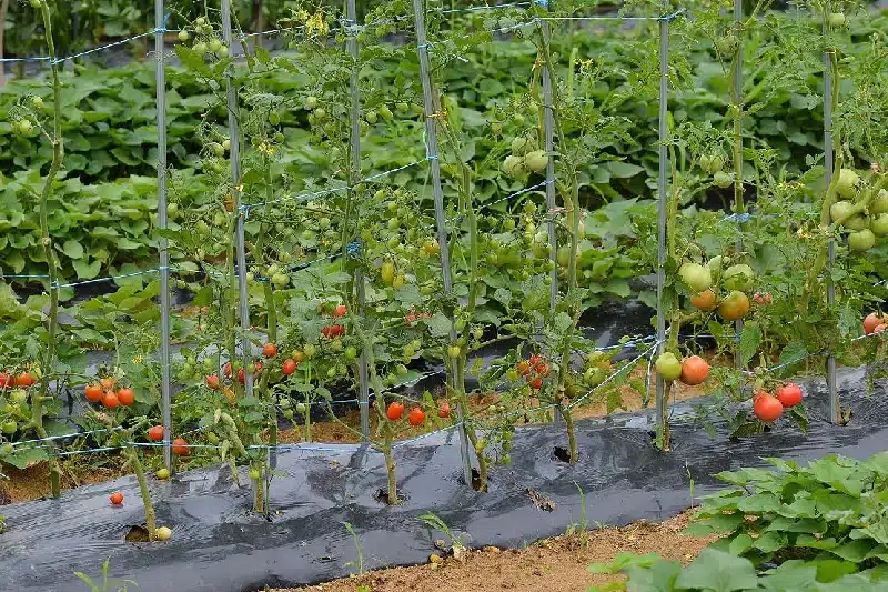 Keep the tomato garden clean