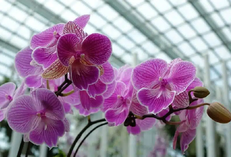 Orchids - 70%-90% shade rate