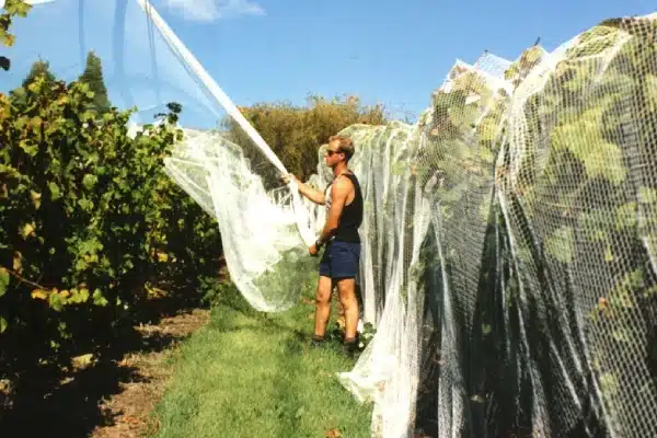 Polyfab anti-bird netting installation by a worker