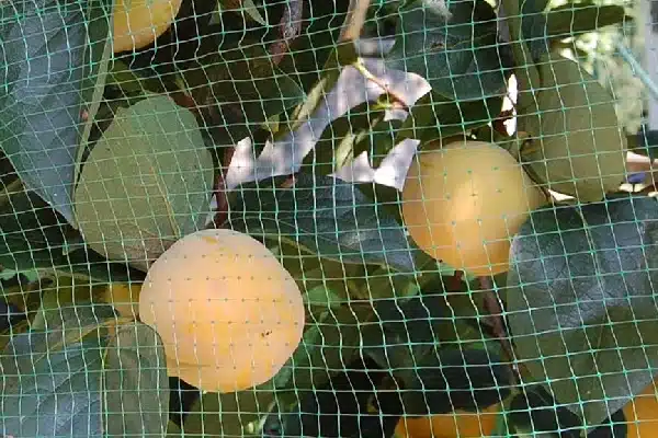 Square mesh ORTOFLEX bird nets