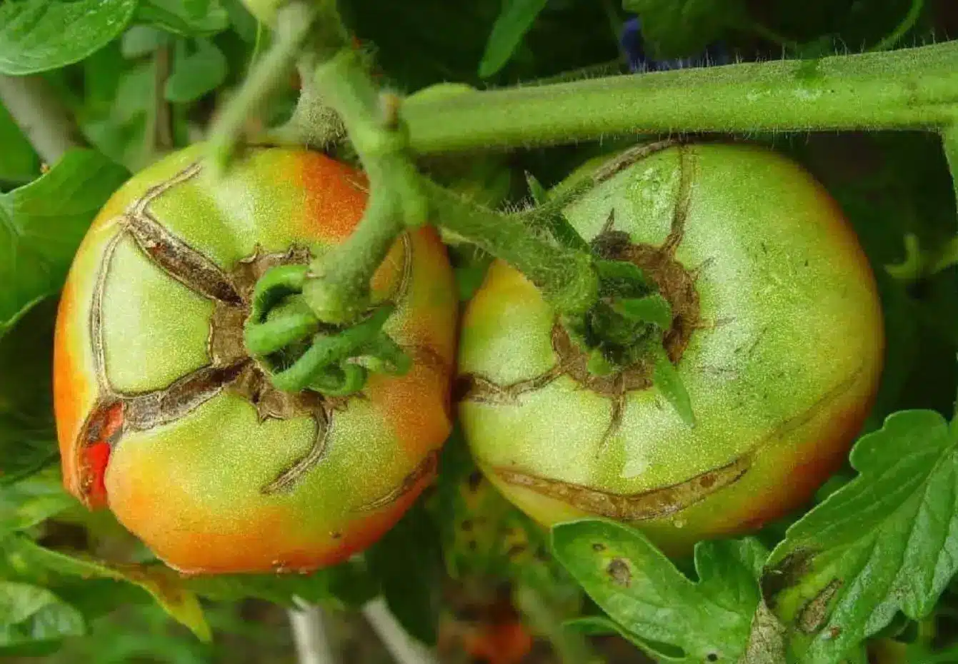 Sunburned tomatoes