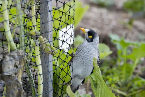 US Netting Bird Netting from USA