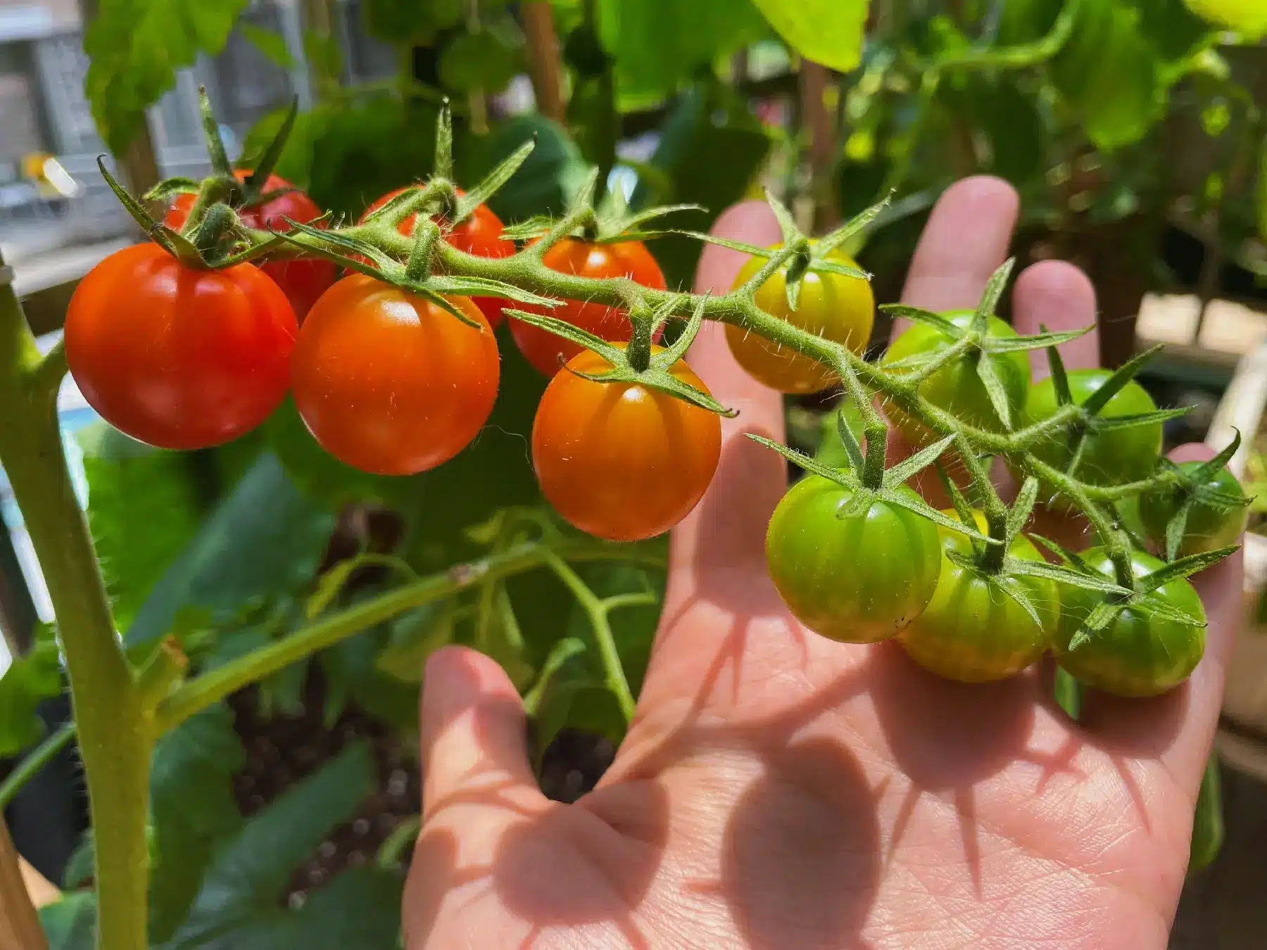 What Color Shade Cloth is Best for Tomatoes