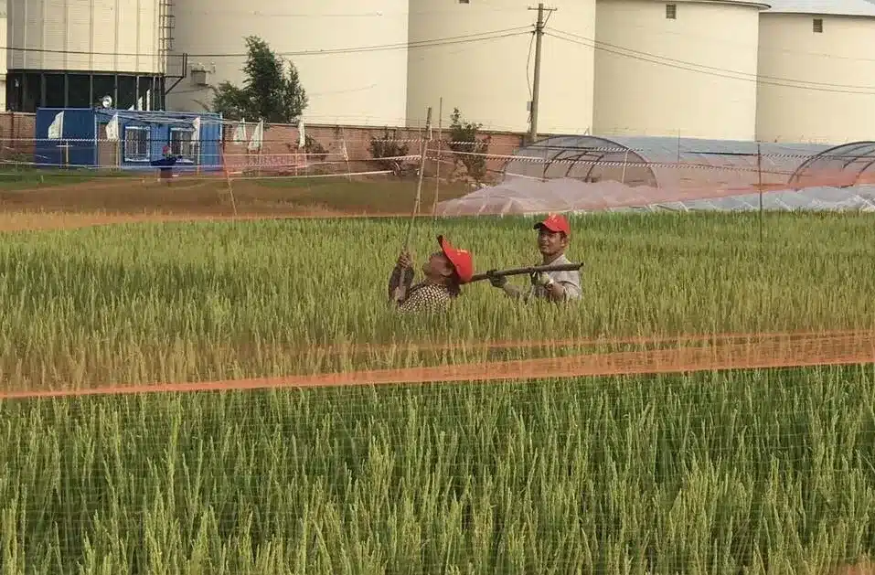 Bird nets used in rice farms