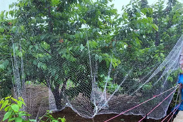 Cherry Tree Covered with Bird Netting