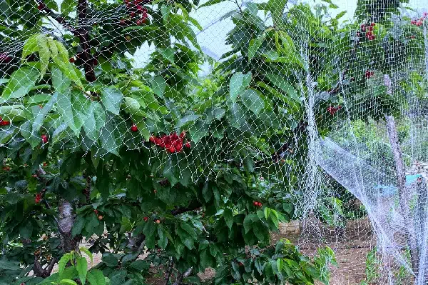 Cherry Tree Netting Mesh