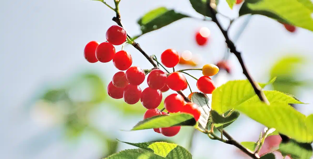 Cherry Tree Netting