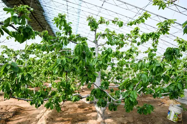 Greenhouse-like arch structure