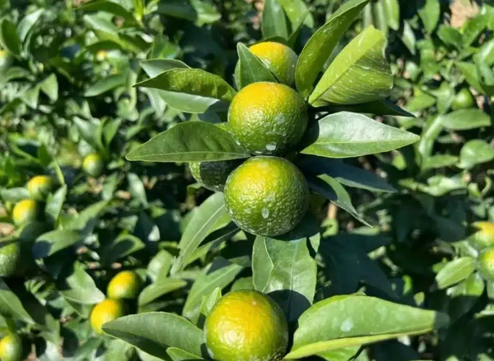 One side of the citrus fruit started to turn yellow due to excessive sunlight